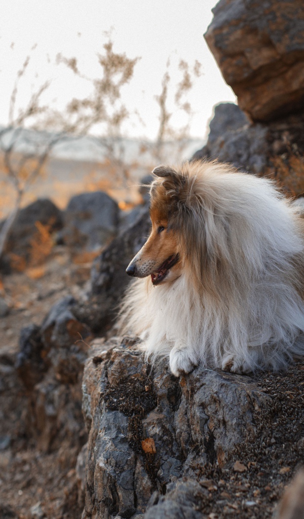 Пушистая собака лежит на камнях 