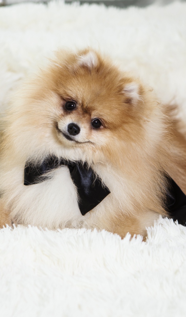 Пушистый шпиц с черным бантом на кровати