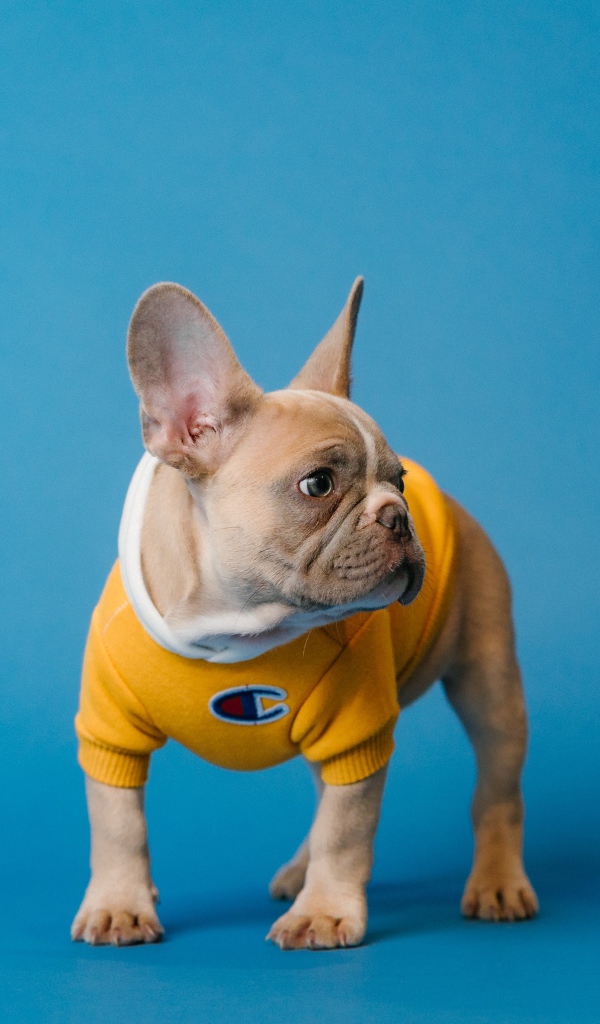 Французский бульдог в свитере на голубом фоне