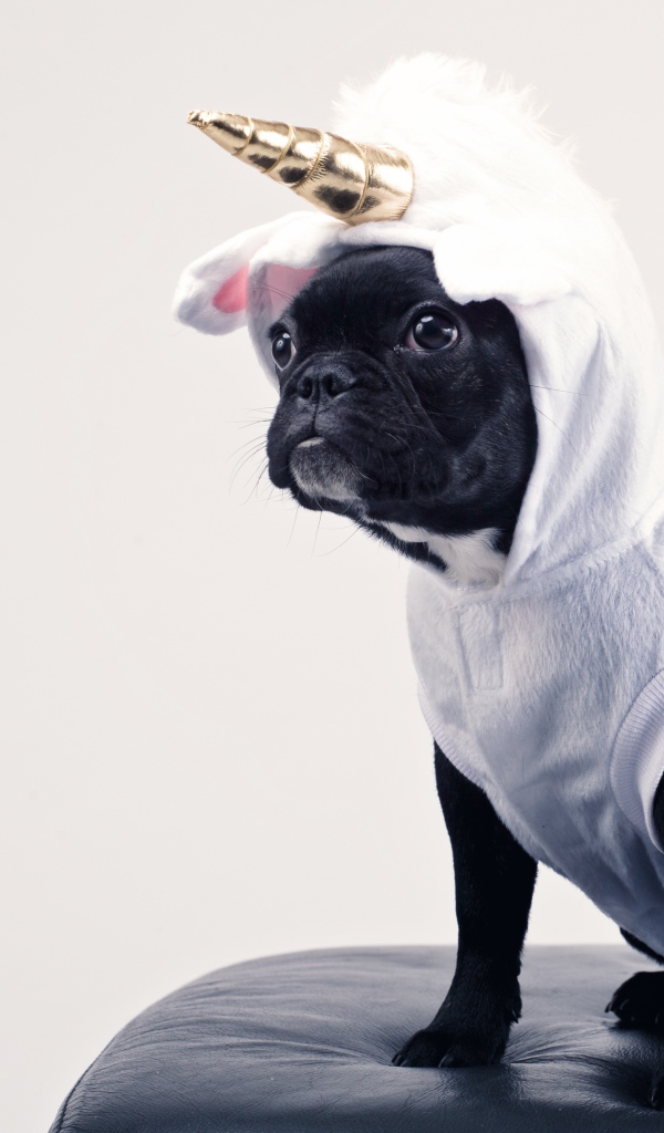 Французский бульдог в костюме единорога 