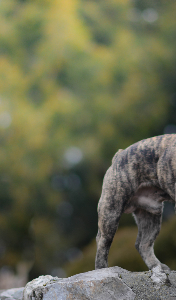 Французский бульдог стоит на камне