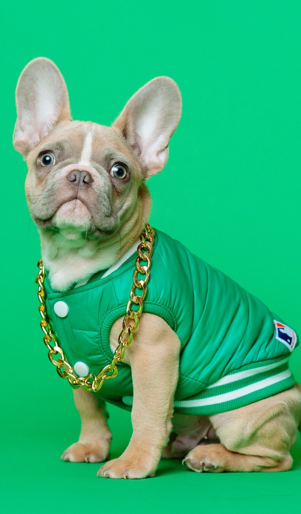 Французский бульдог в костюме с золотой цепью на зеленом фоне