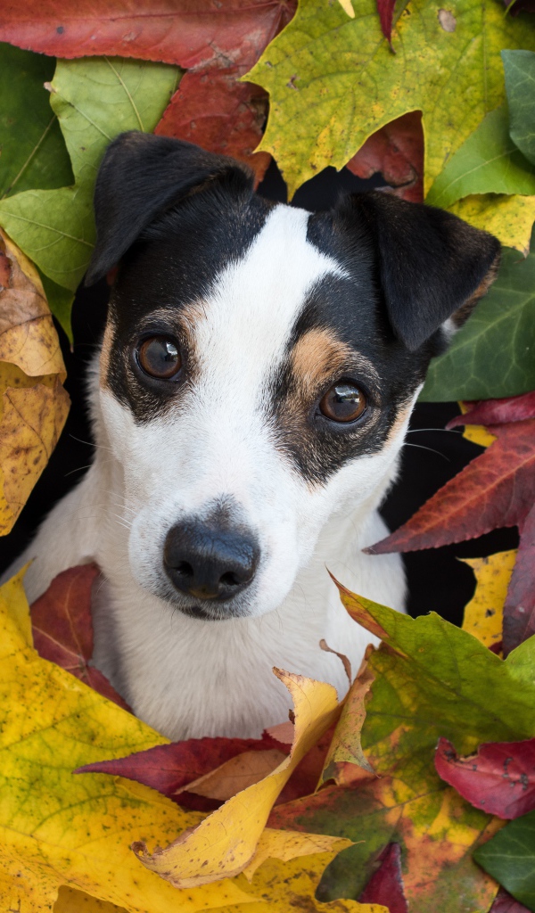 Смешной Джек Рассел Терьер в разноцветных осенних листьях 