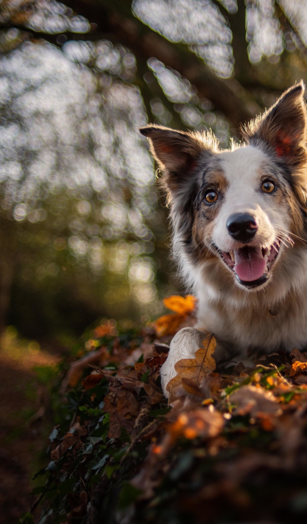 Забавная собака породы Бордер-Колли