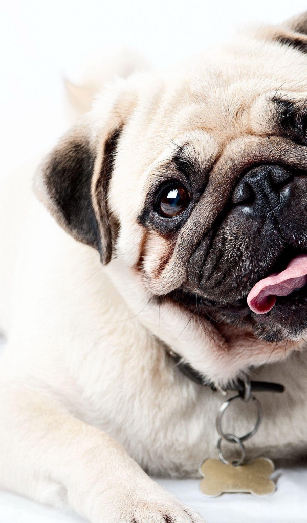 Забавный мопс с высунутым языком на белом фоне 