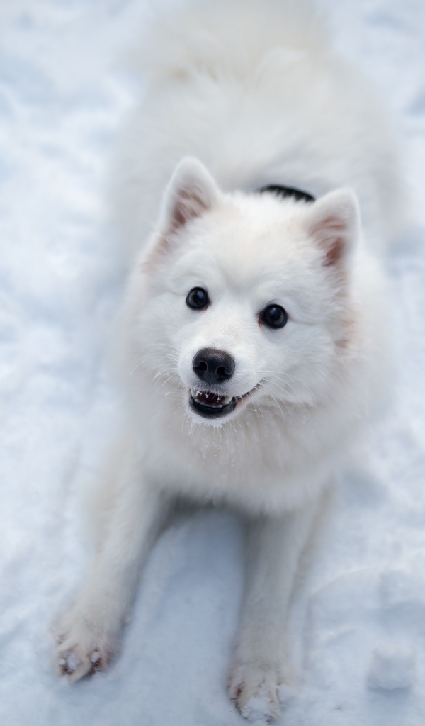 Забавная белая собака играет на снегу 