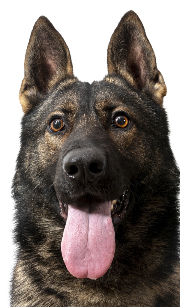 Немецкая овчарка  с высунутым языком