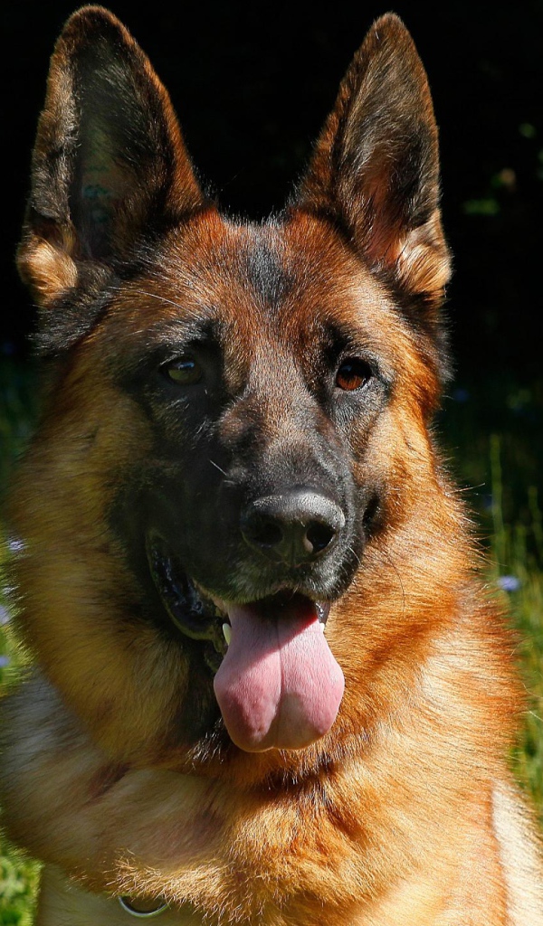 Немецкая овчарка с высунутым языком на зеленой траве