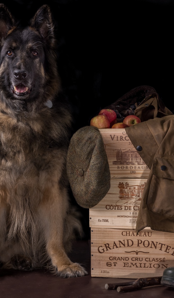 Немецкая овчарка на черном фоне охраняет вещи и ящики с яблоками
