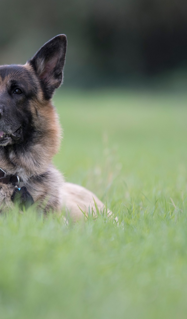 Немецкая овчарка отдыхает в зеленой траве