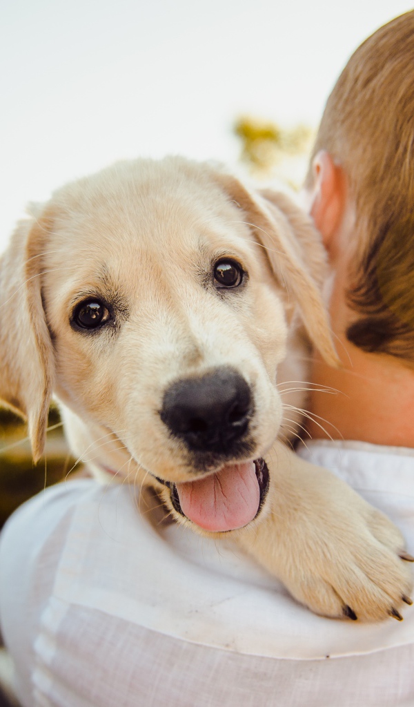 Golden Retriever puppy with tongue hanging out