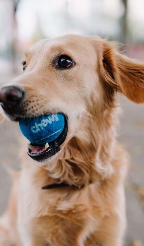 Golden Retriever with a ball in its mouth