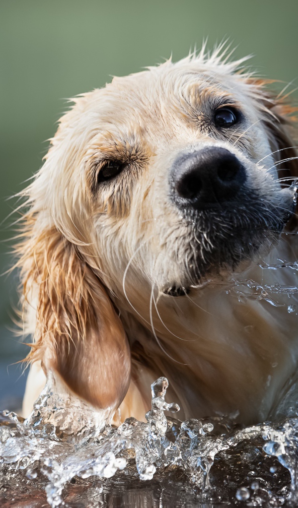 Золотистый ретривер купается в воде 