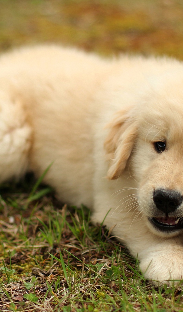 Щенок золотистого ретривера грызет палку на траве