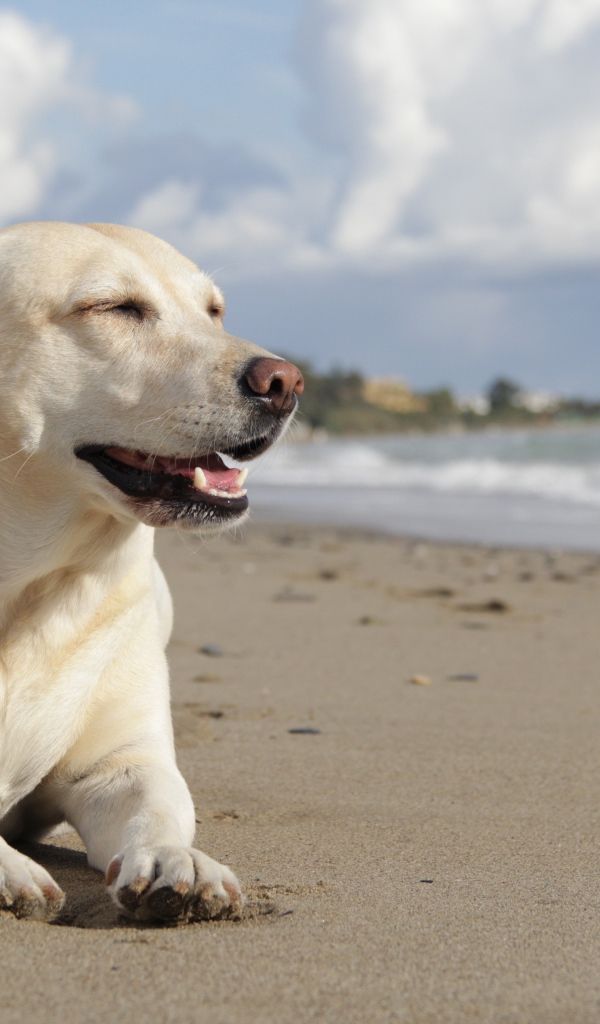 Золотистый ретривер загорает на пляже у воды 