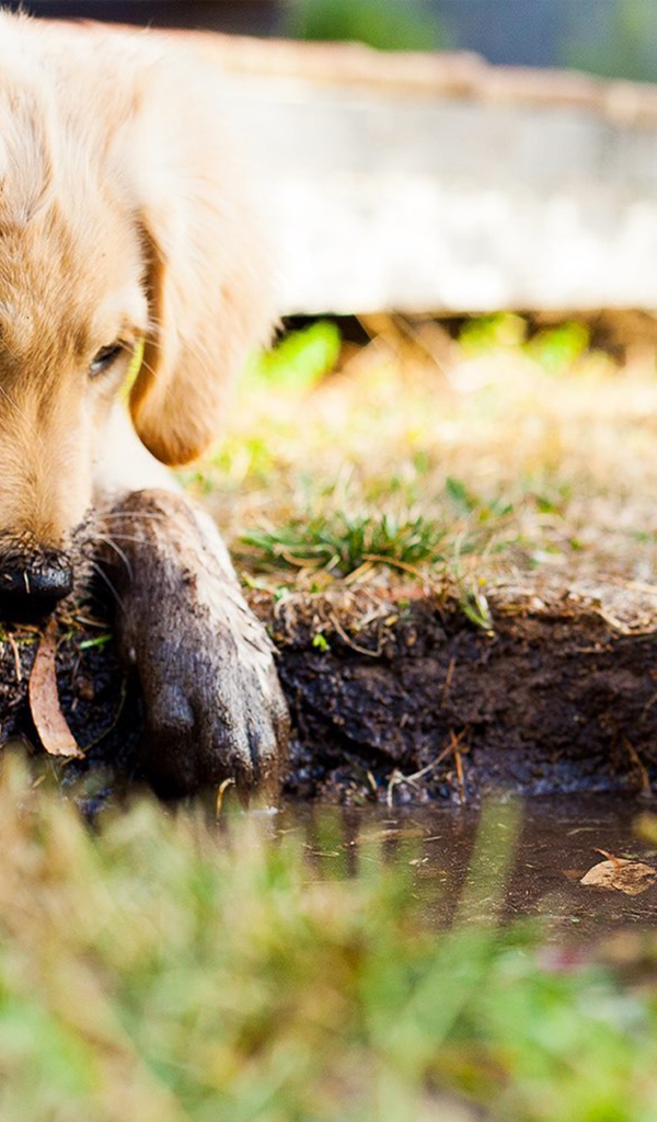 Золотистый ретривер с грязными лапами у лужи 