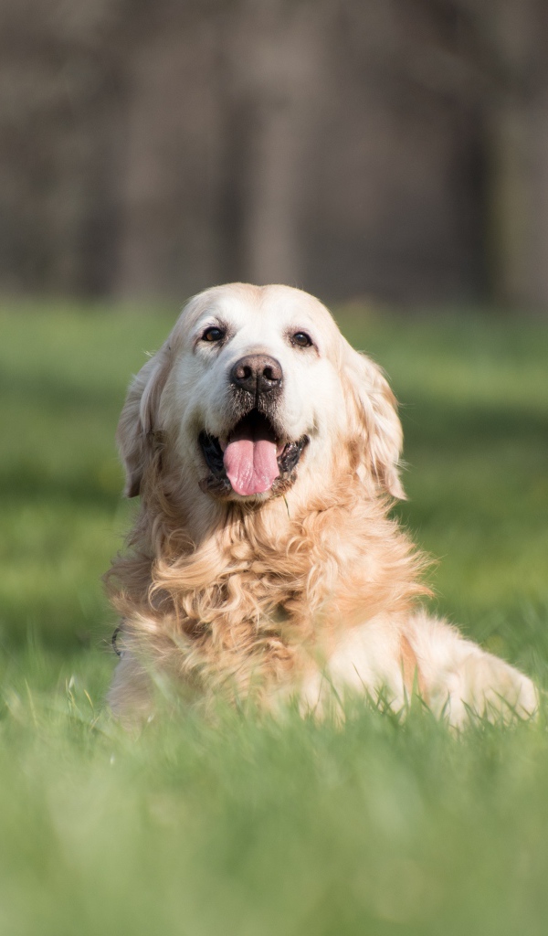 Золотистый ретривер с высунутым языком в зеленой траве