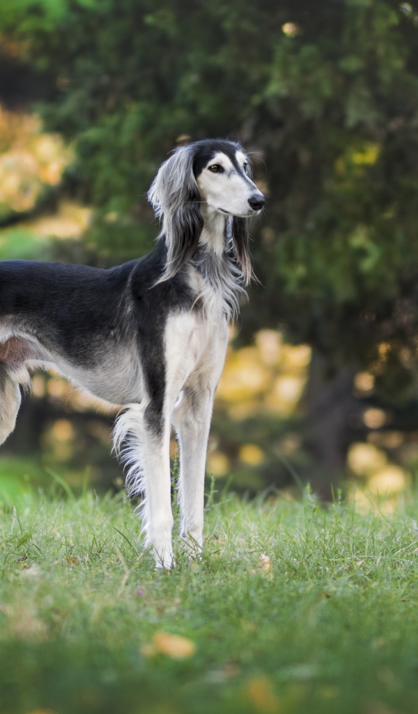 Грациозная породистая собака на зеленой траве  
