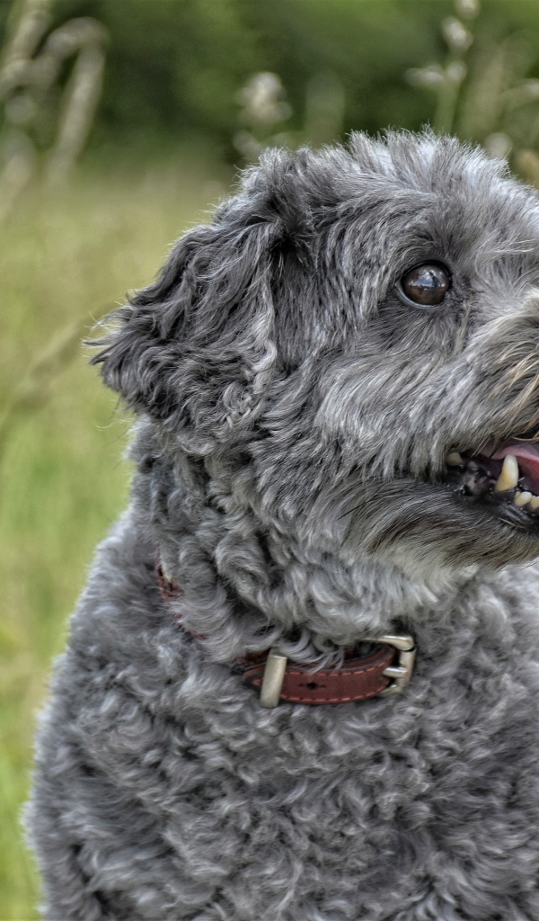 Серый маленький пудель с высунутым языком в траве
