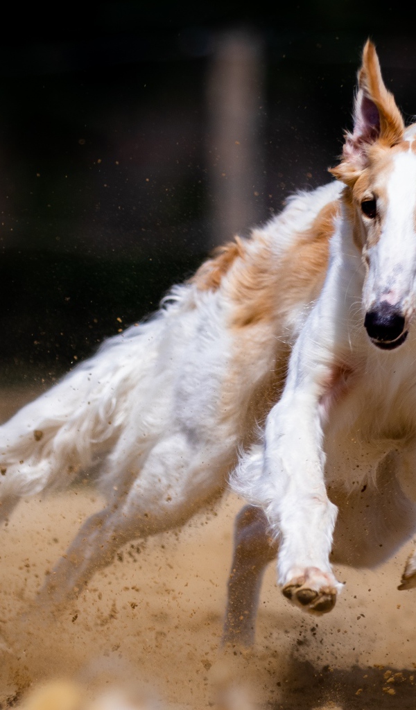 Собака породы борзая бежит по песку