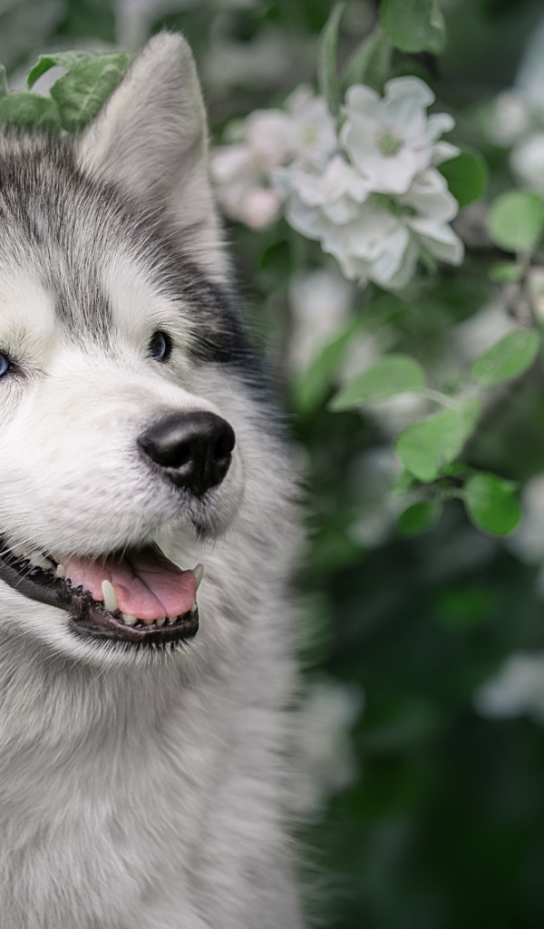 Husky with his tongue hanging out in apple blossom