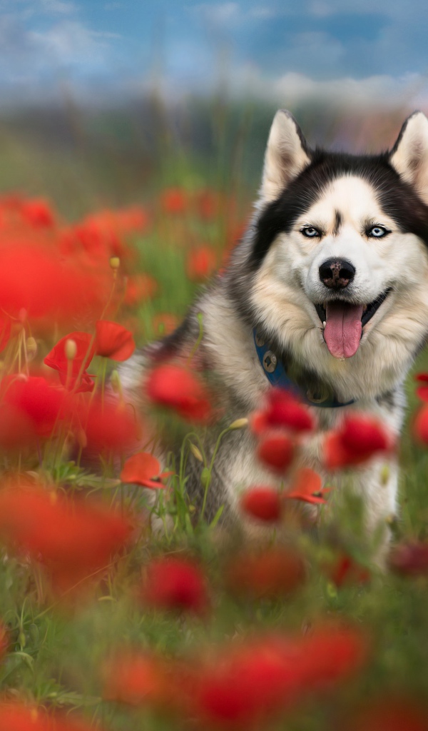 Хаски с высунутым языком сидит в цветах мака 