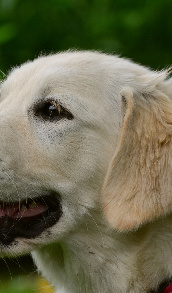 Большой золотистый ретривер с открытой пастью 