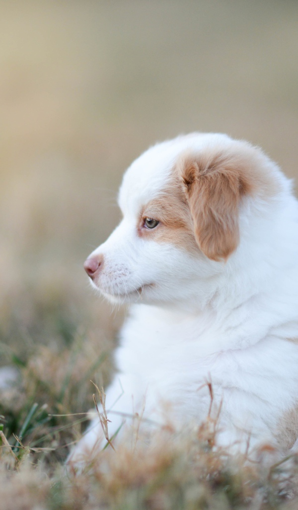 Маленький щенок австралийской овчарки сидит на траве
