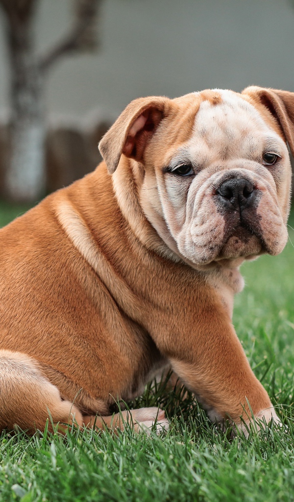 Маленький английский бульдог сидит на зеленой траве