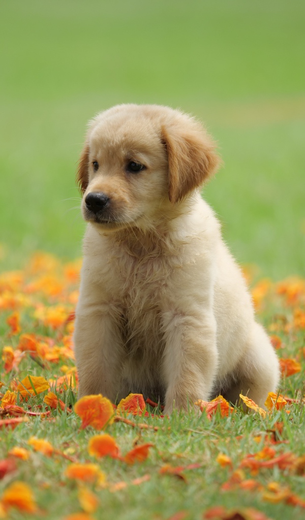 Маленький щенок золотистого ретривера сидит на зеленой траве с желтыми листьями