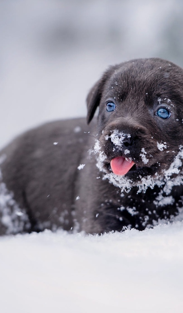Маленький щенок лабрадора в снегу