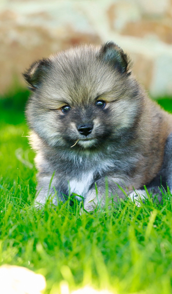 Маленький щенок померанского шпица на зеленой траве