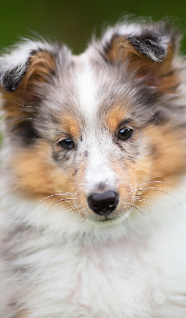 Маленький щенок шелти  на зеленом фоне