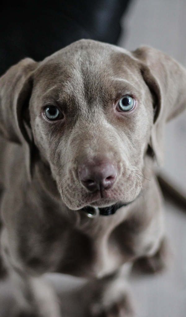 Маленький щенок веймаранера крупным планом