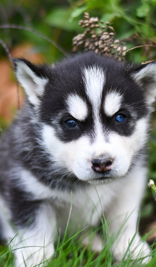 Маленький черно - белый щенок хаски сидит на траве