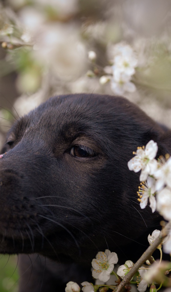 Маленький черный щенок сидит у цветущей ветки вишни 