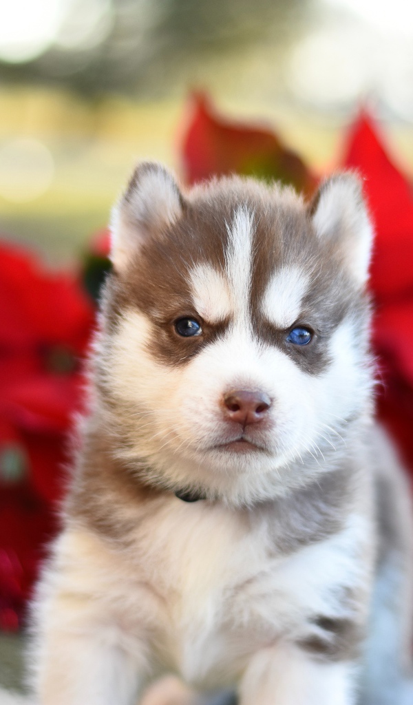 Маленький голубоглазый щенок хаски 