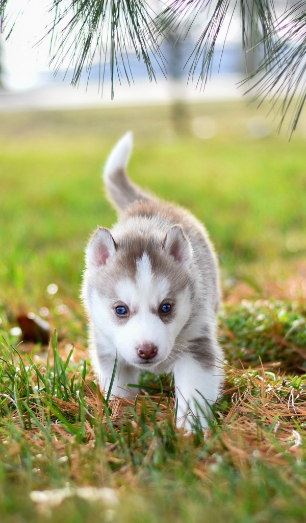Маленький голубоглазый щенок хаски гуляет по зеленой траве