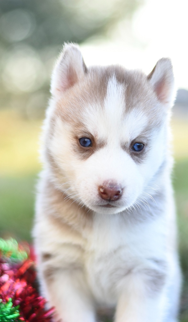 Little brown husky puppy with tinsel on the grass