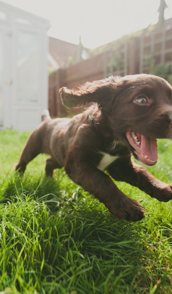 Маленький веселый щенок бежит по траве 