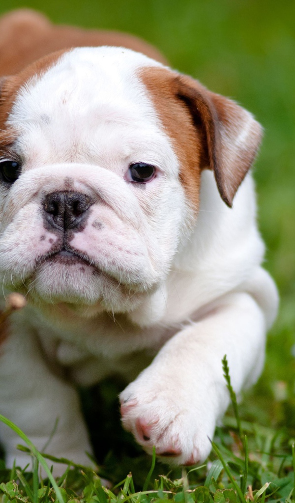 Маленький щенок английского бульдога на зеленой траве 