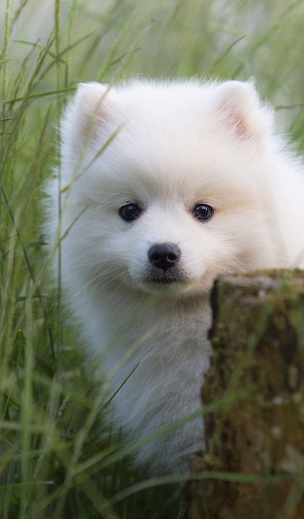 Маленький пушистый белый щенок шпица в зеленой траве