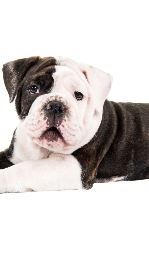 Маленький забавный щенок бульдога на белом фоне