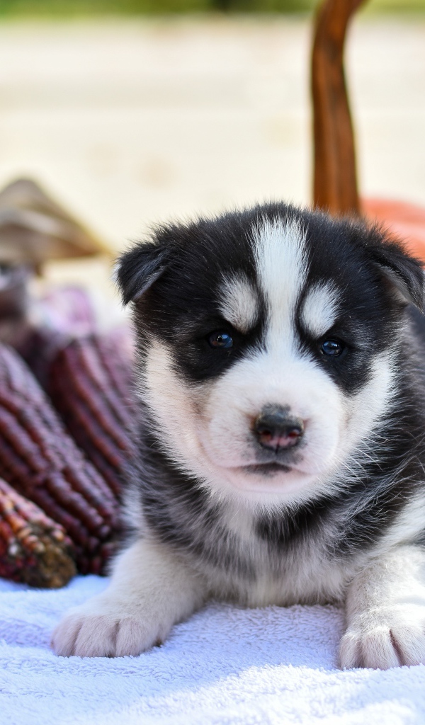 Маленький забавный щенок хаски на покрывале с тыквами