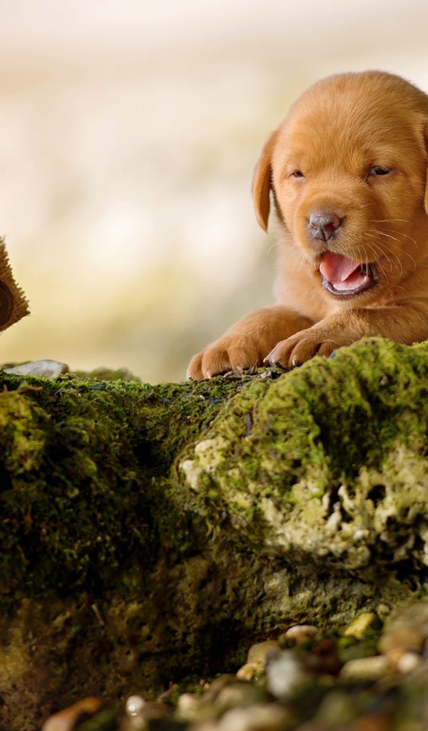Маленький забавный щенок лабрадора на камне