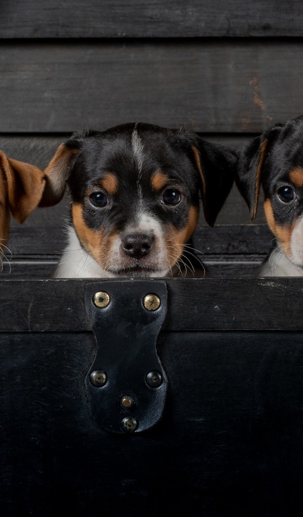 Маленькие забавные щенки сидят в черном чемодане 