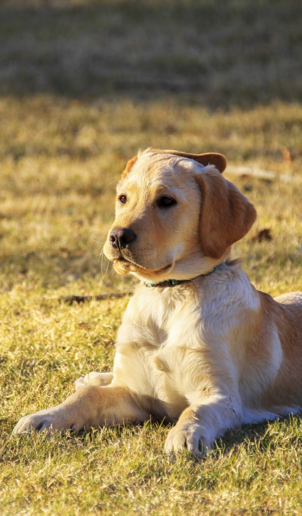 Little golden retriever puppy lying on the grass