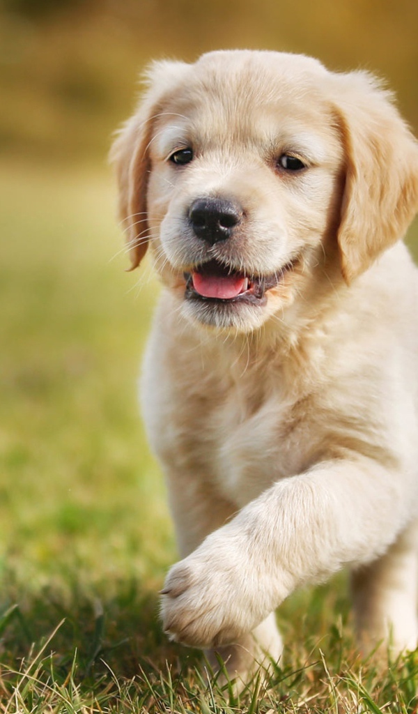 Маленький щенок золотистого ретривера бежит по зеленой траве