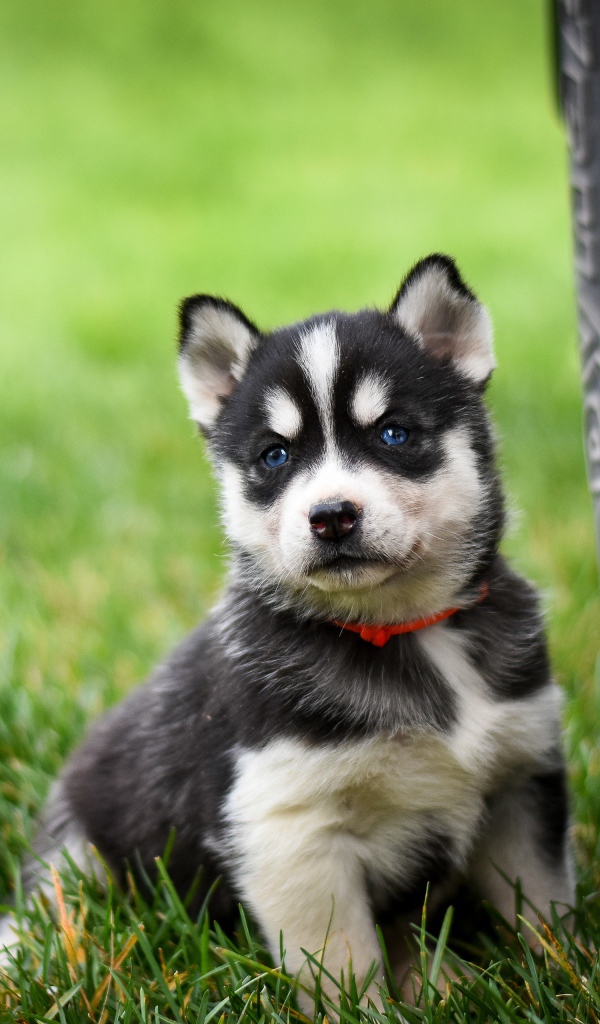 Маленький щенок хаски сидит на зеленой траве у колеса 