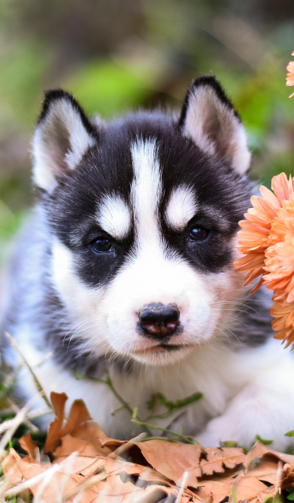 Маленький щенок хаски с цветами хризантемы 